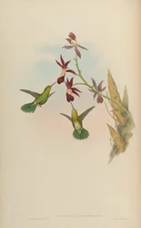 Chrysobronchus viridicauda